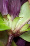 Bottle gentian